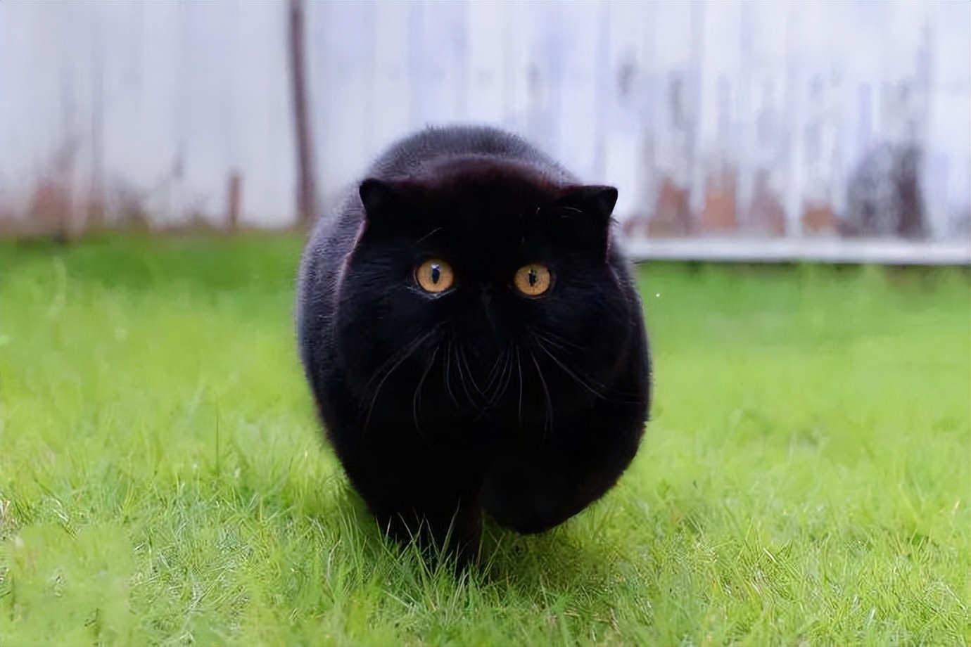 黑猫为什么被弃养,黑猫吃太多被弃养