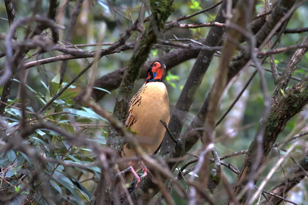 泰酷辣算黑梗吗,泰酷辣靛蓝