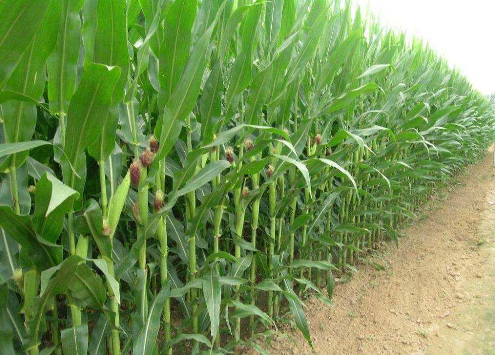 一台收割机9小时收割小麦45公顷,最新款玉米收割机青储收割视频