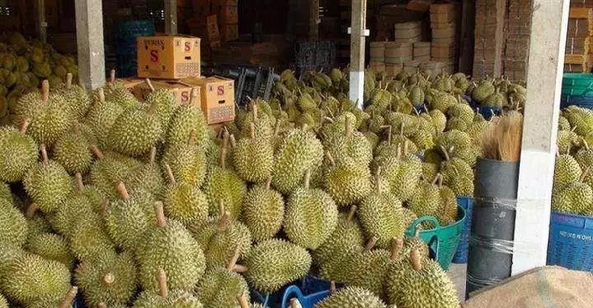 越南榴莲引入中国，泰国垄断地位恐成过去式？榴莲自由又进一步