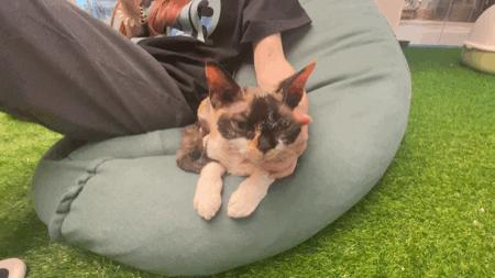 德文猫都很瘦吗,德文猫乖巧吗