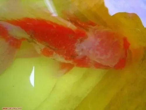 水霉治疗金鱼,水霉病养殖知识