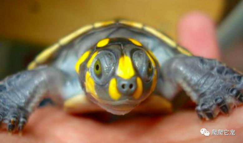 巨型侧颈龟成体,亚马逊雨林巨型侧颈龟