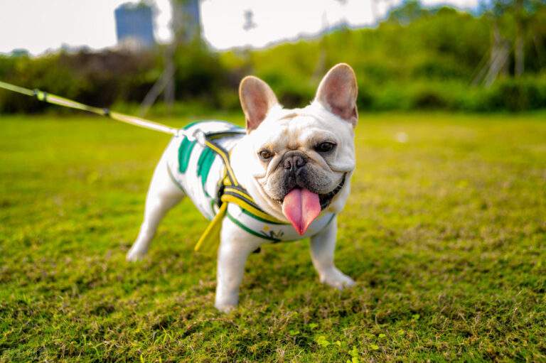 狗狗狂犬病的前期征兆,狗狗狂犬病早期的10个征兆