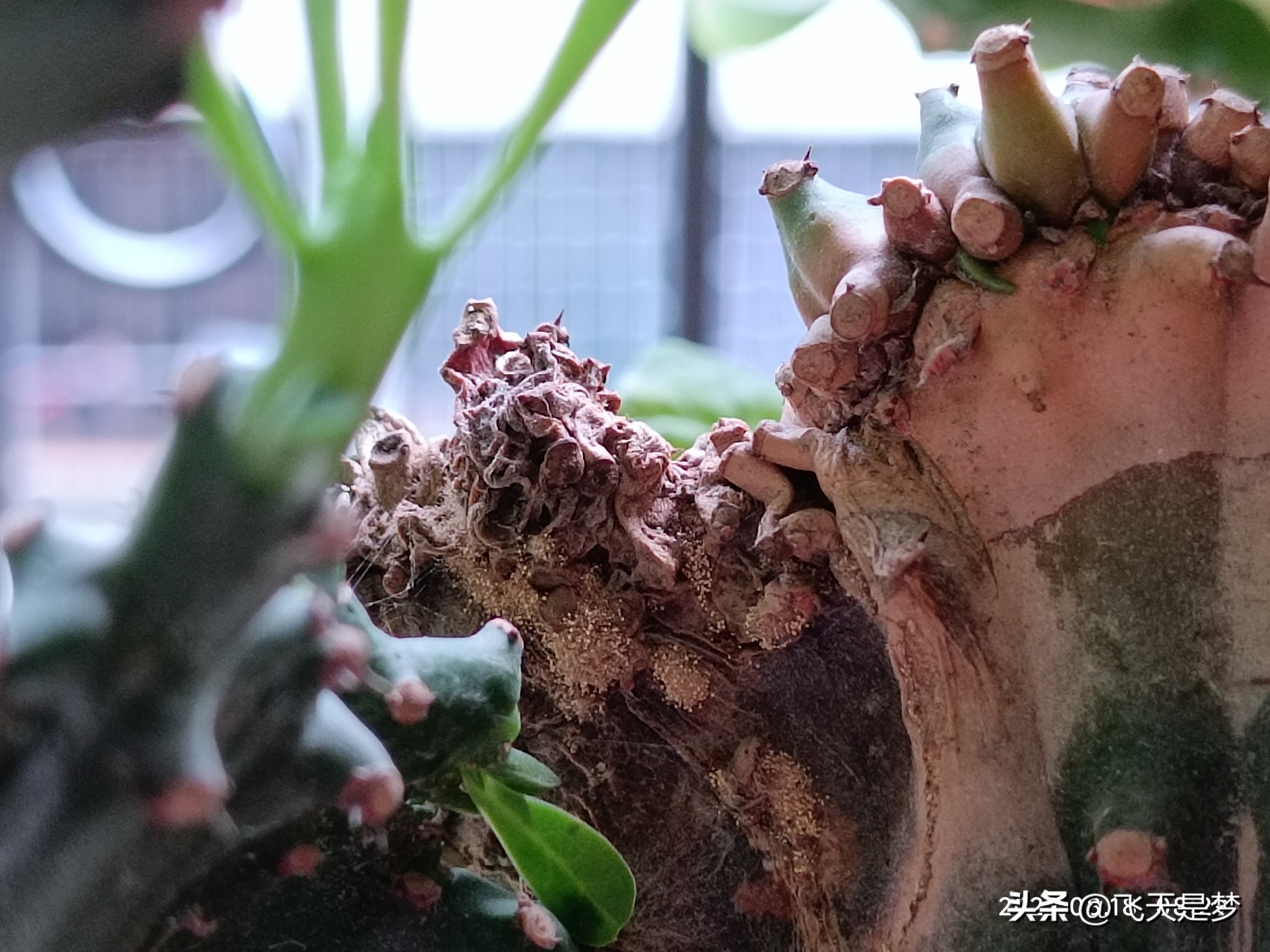 玉麒麟树的养护,玉麒麟好养吗