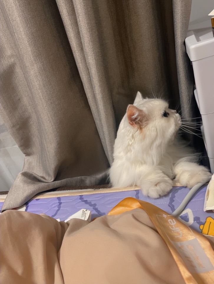 猫达猫粮测评,21款好猫评测