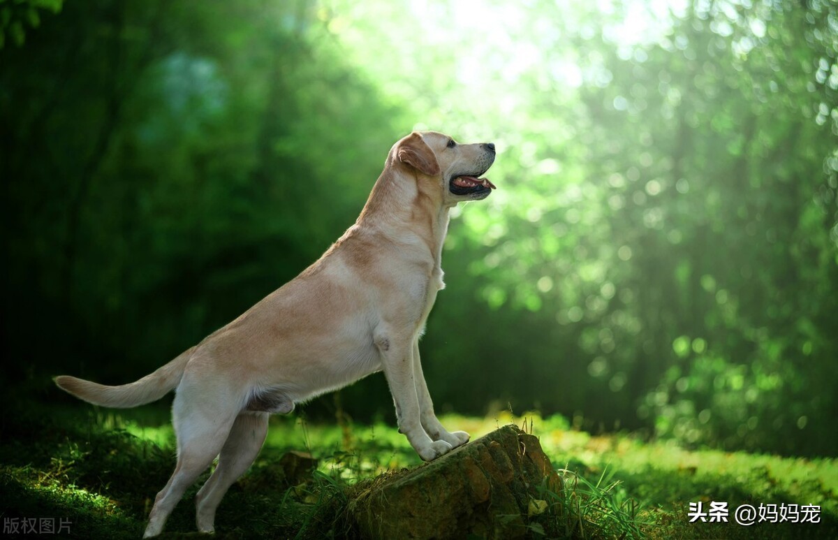狗狗精神不好浑身无力有很多眼屎,狗狗老是流眼泪和眼屎得了什么病