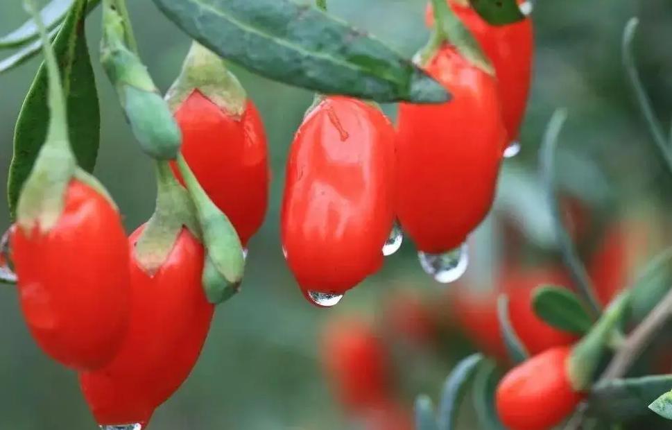 入秋喝什么养生茶,入秋喝暖茶