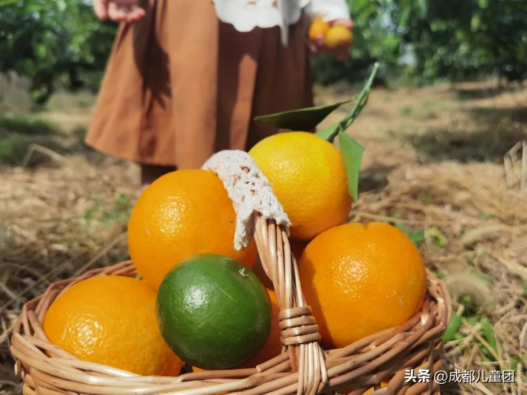 摘草莓橘子的地方推荐,附近摘橘子的地方推荐
