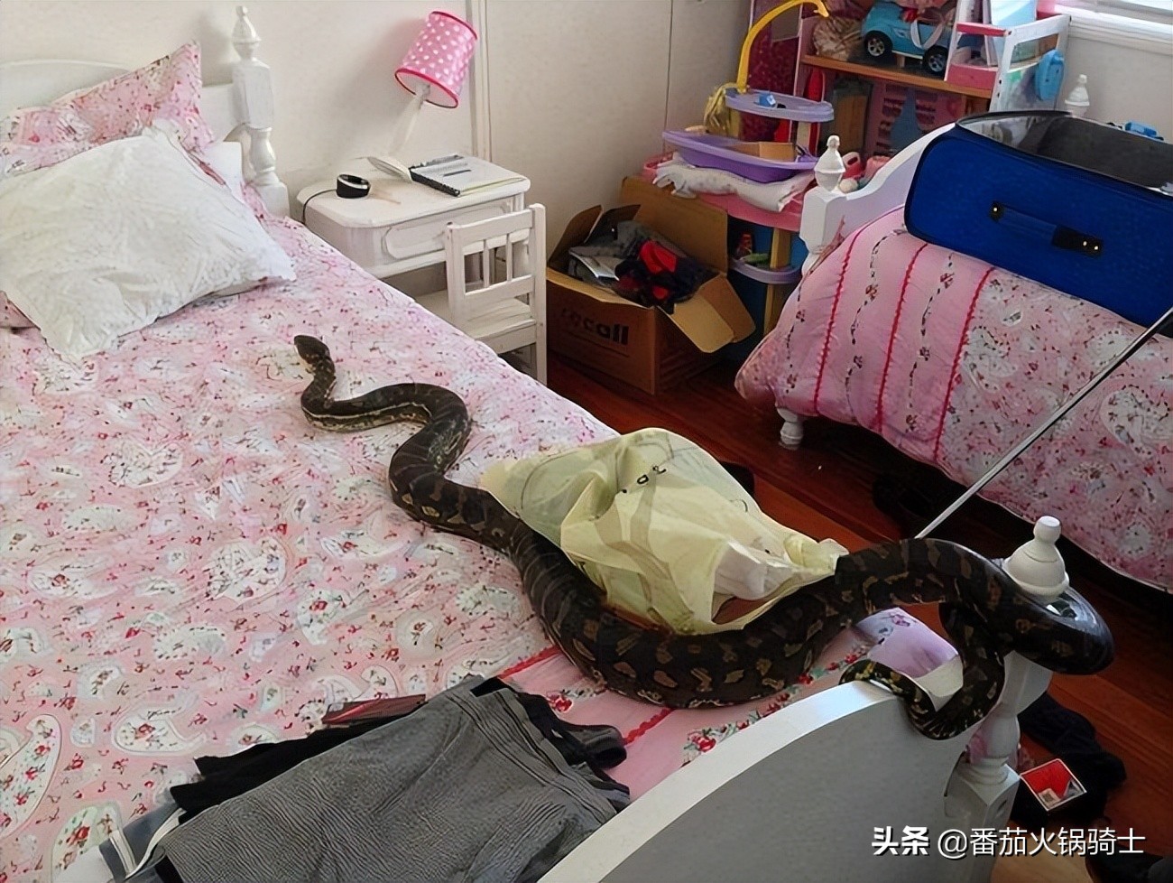 眼镜蛇最怕的克星,剧毒眼镜蛇闯入家中