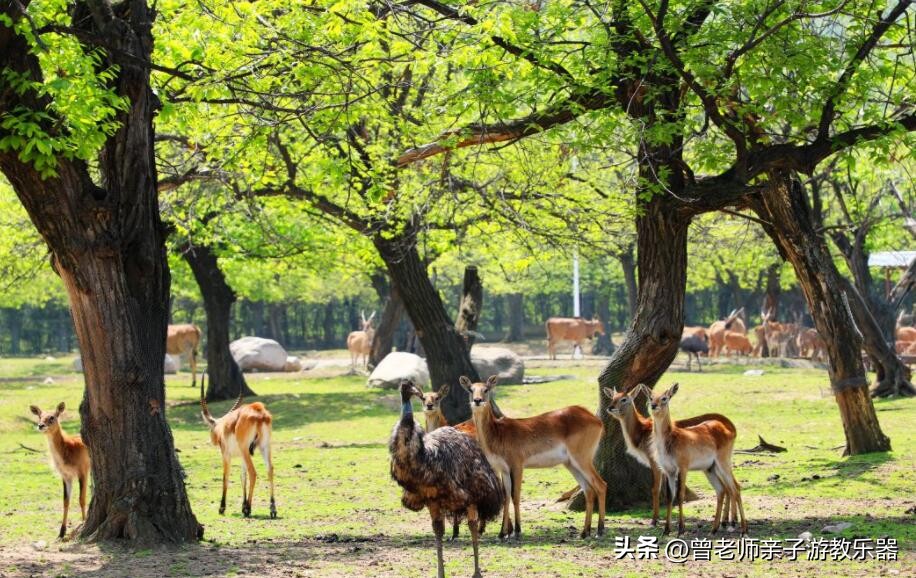 西安亲子游景点大全集,西安游玩攻略景点大全亲子