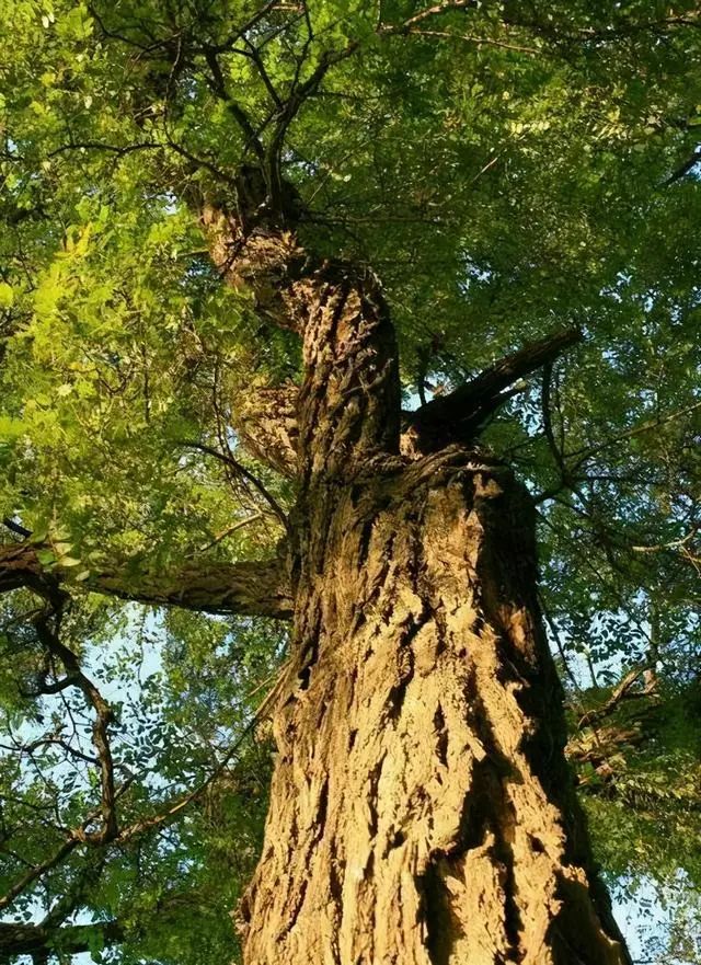 三和三棵树作家陈辉