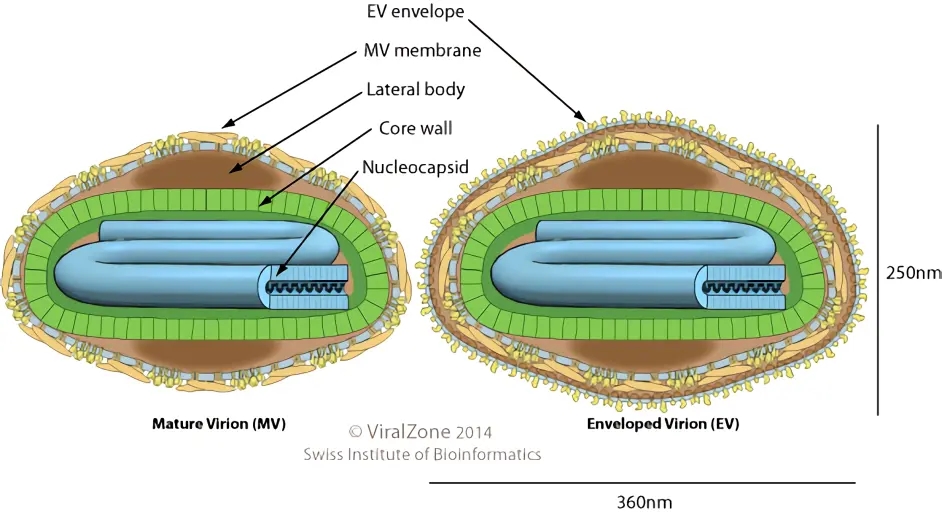 康熙研制了治天花方法吗,康熙的天花被谁治好