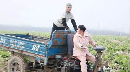 商丘市柘城的白菜挂在网上卖？还有更多致富门路呢