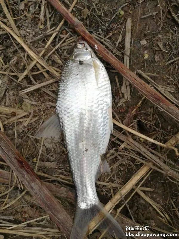 今晚吃鱼能配蓝鲫吗,今晚吃鱼加野战蓝鲫评测