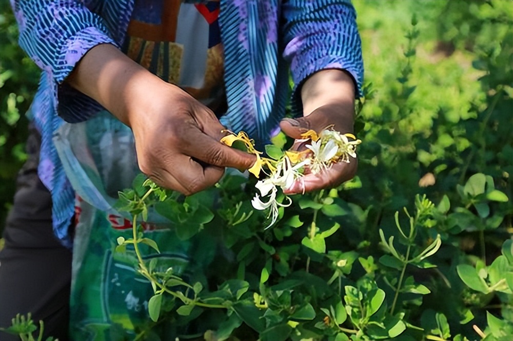 金银花与忍冬藤有什么不同之处,金银花老藤药用