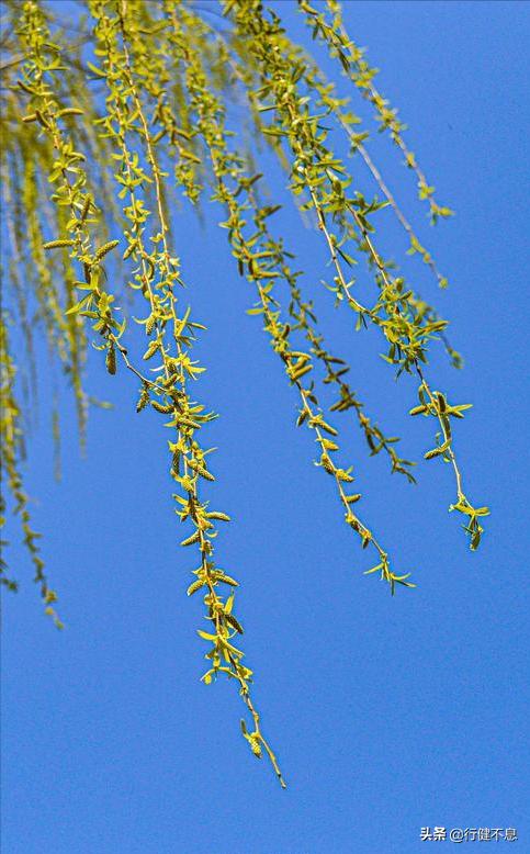 经典咏柳宋词,关于咏柳著名诗句及其赏析