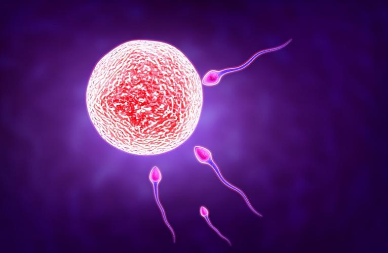 进入女性体内，没和卵子相遇的“小蝌蚪”去哪了？别羞于了解