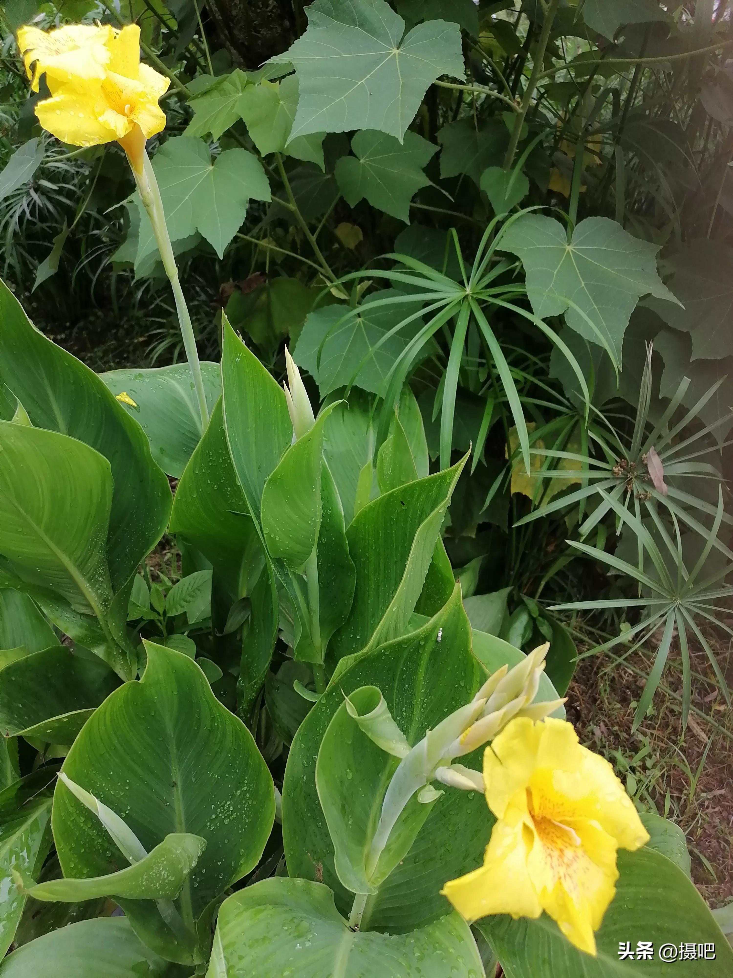 特大新鲜粽叶,大粽叶长在什么地方