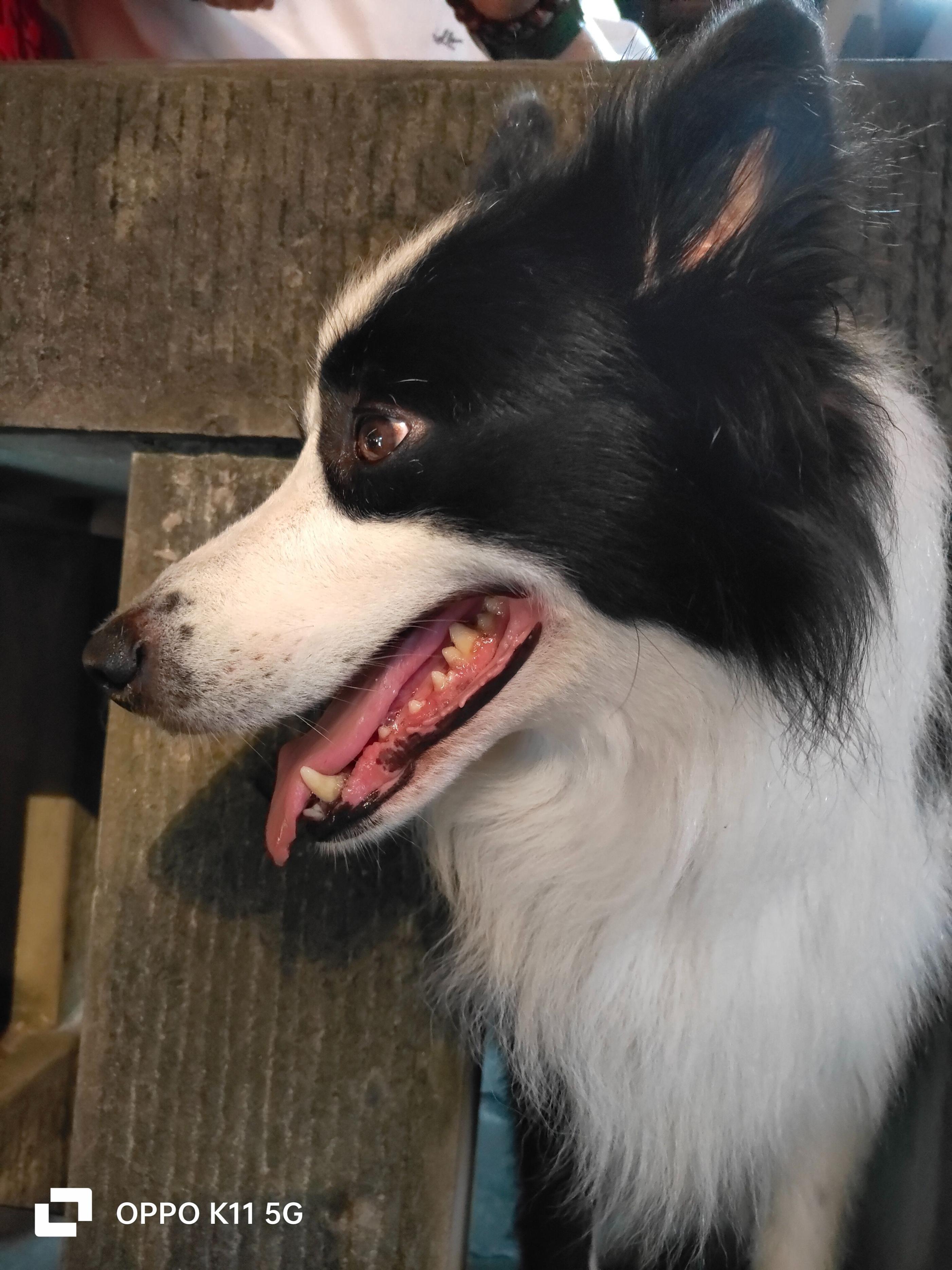 为什么oppok11画质不太好,oppok11为什么王者不能分屏