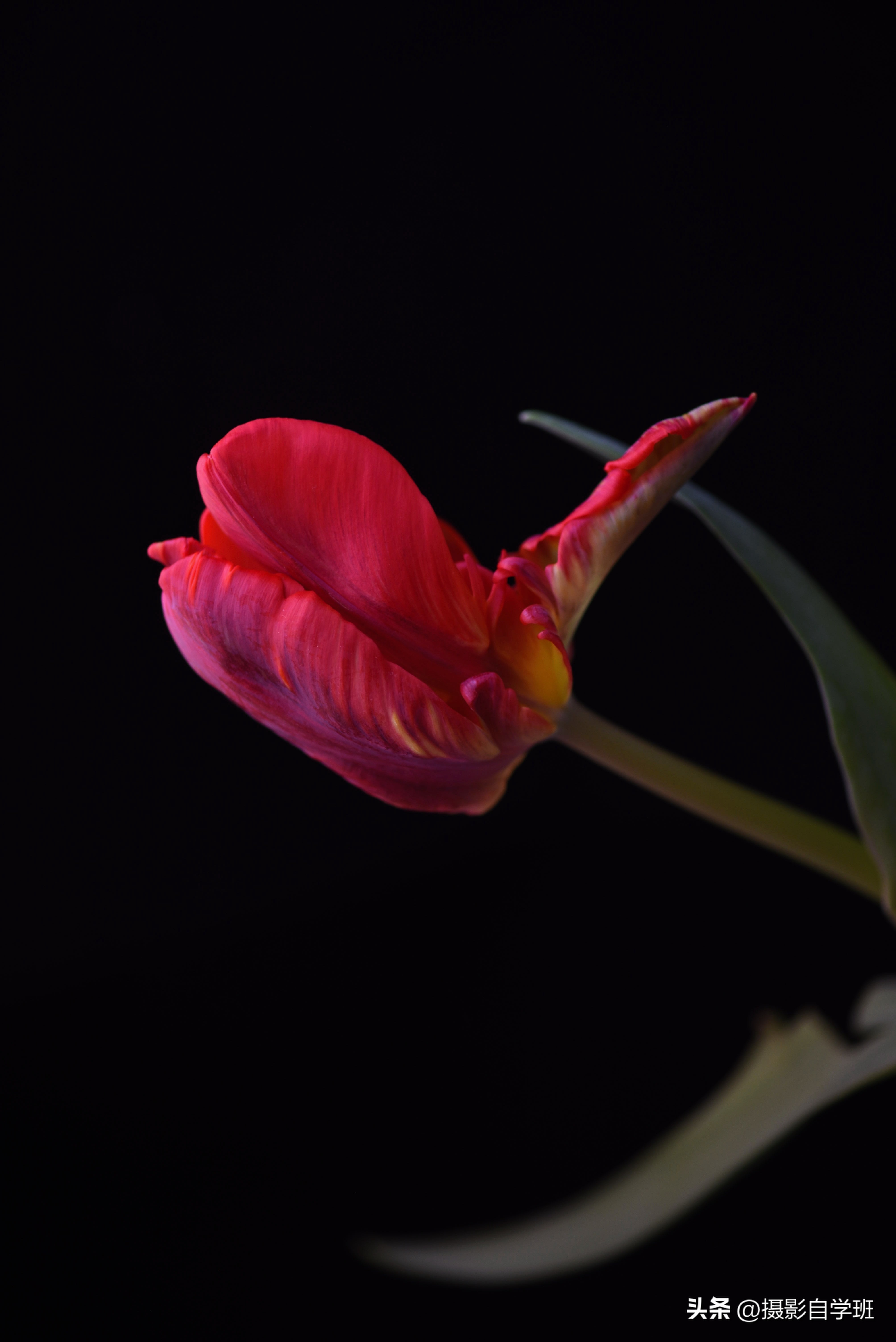 手机拍摄花朵怎么把背景变成黑色,安卓手机怎样拍摄花朵黑背景