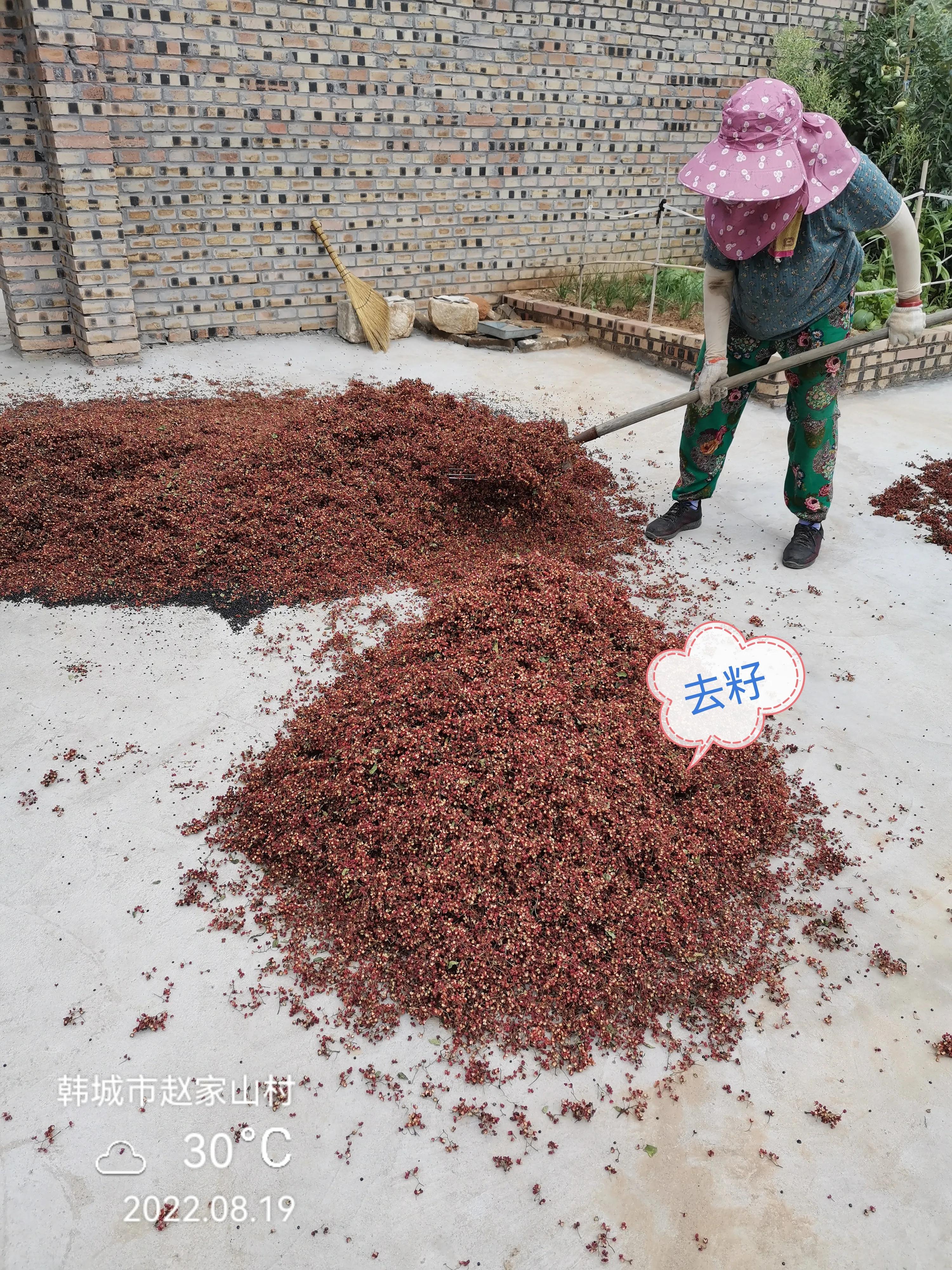 韩城花椒和汉源大红袍花椒哪个好 (韩城大红袍花椒继续热销)