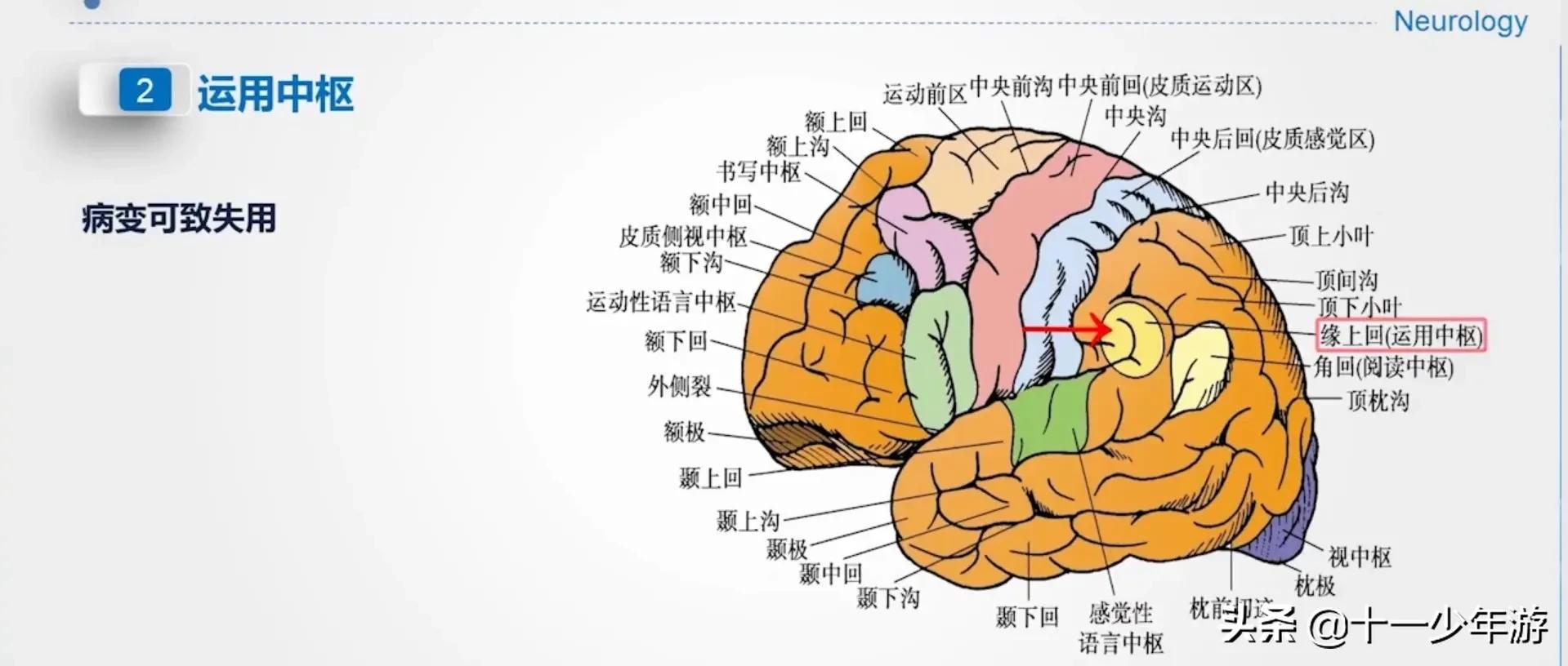 大脑的结构解剖示意图,大脑镰下疝解剖结构