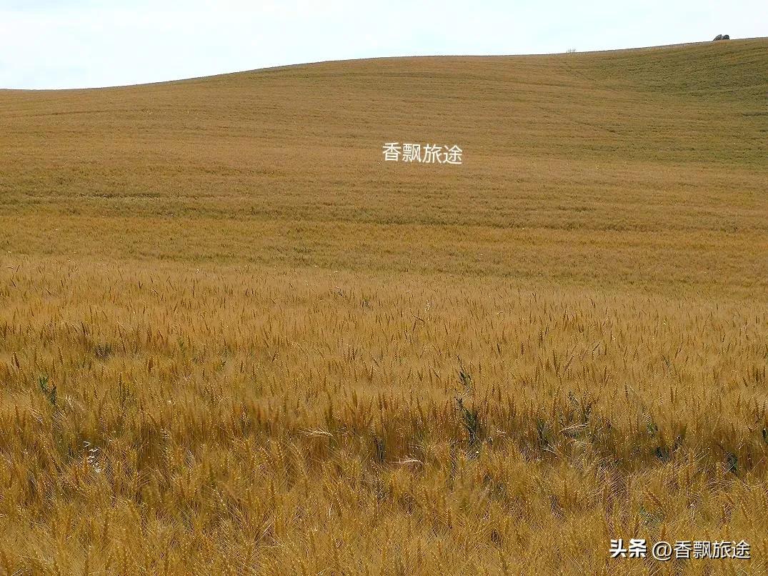 新疆伊犁州江布拉克,新疆奇台江布拉克