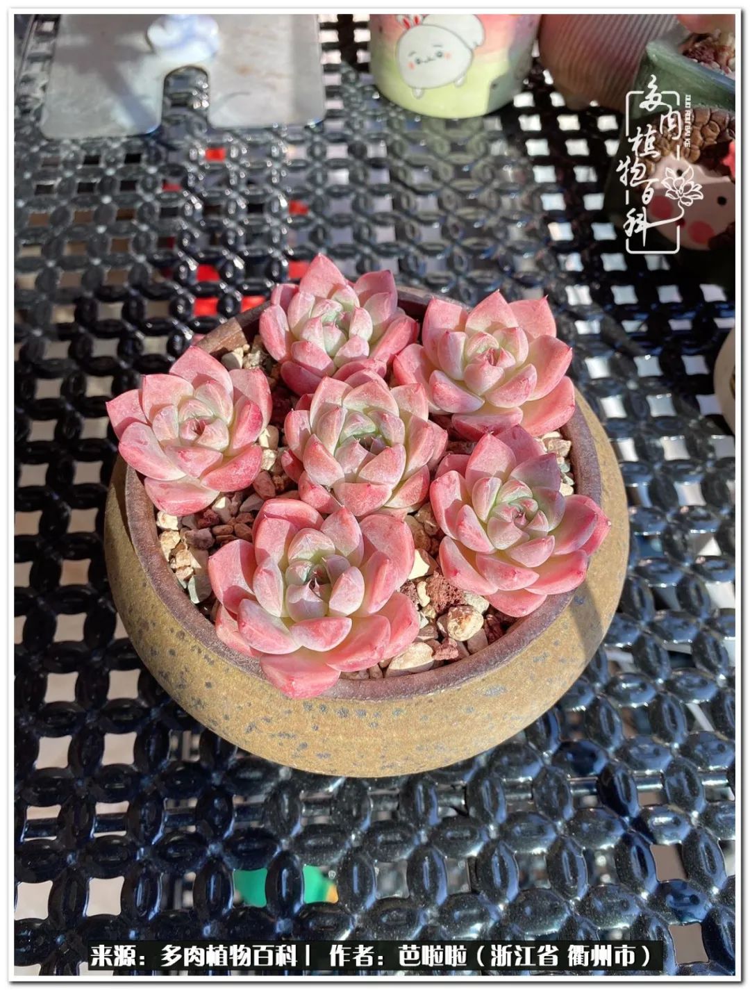 超级能治愈心情的多肉,治愈心灵的彩色植物