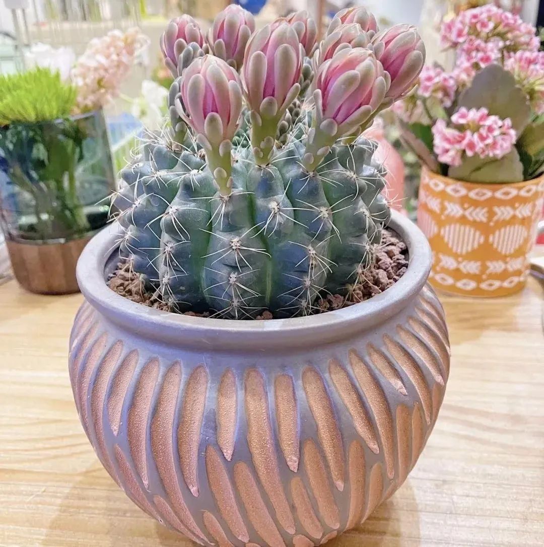 永生花保留方法有哪些种类,永生花怎么长期保持