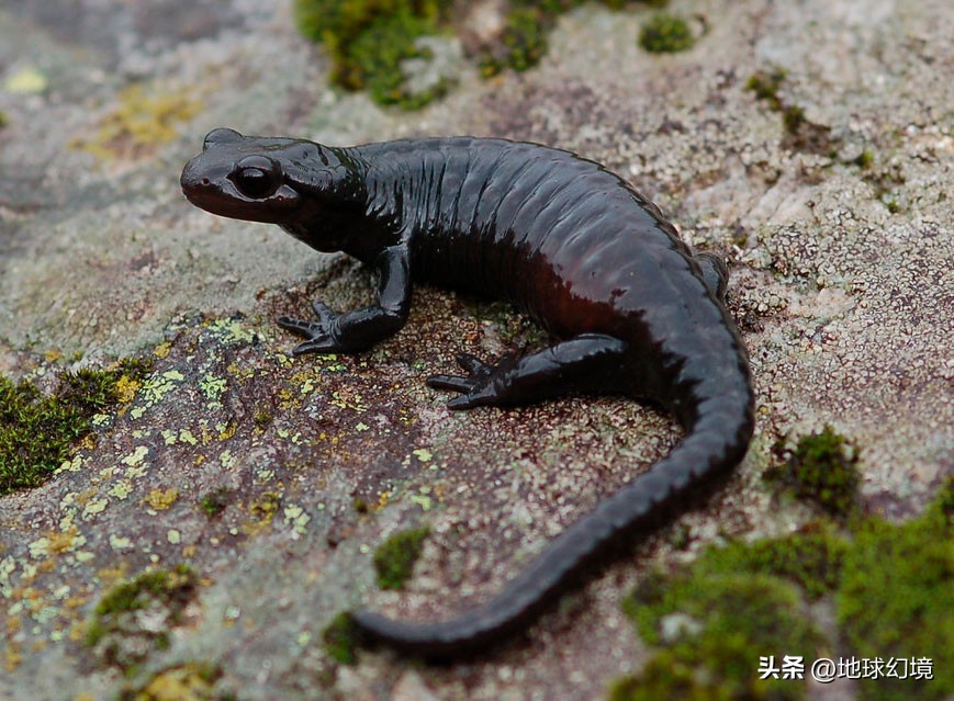 20张珍稀罕见动物照片,16张罕见的动物照