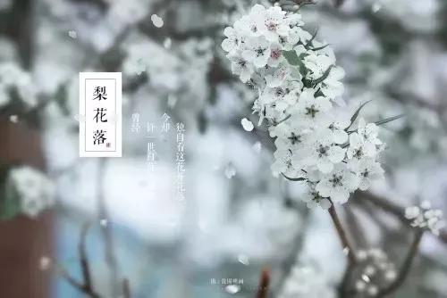 踏青看梨花的诗句,春游赏桃花七律诗