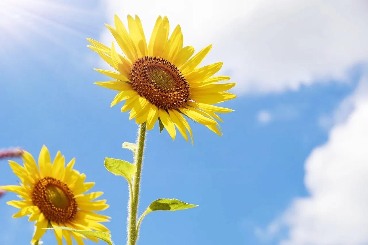 开卷有益掩卷有味是什么意思,开卷有益掩卷有味