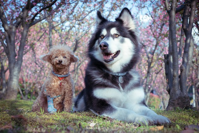 阿拉斯加犬知识讲解,有哪些关于阿拉斯加的冷知识