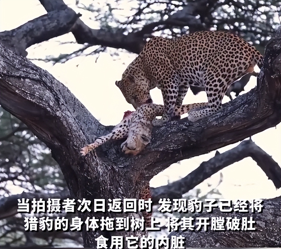 猎豹不是豹子吗,猎豹不是豹