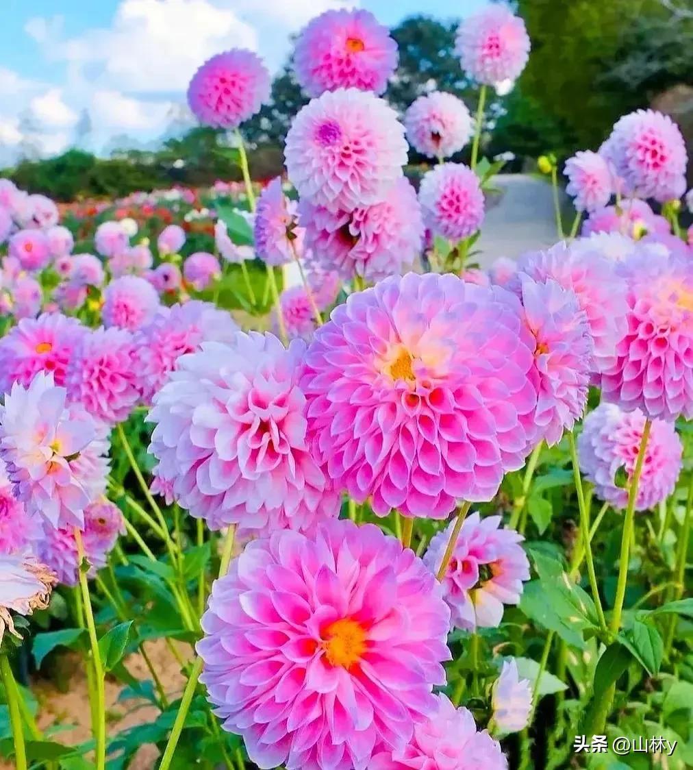 五颜六色的花朵养眼舒心,灵动秀美的花朵图片