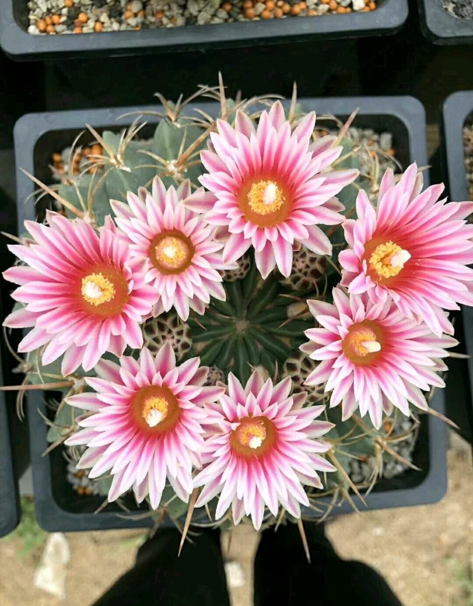 凌波和赤城仙人球多大能开花,赤城仙人球和海王丸仙人球哪个好