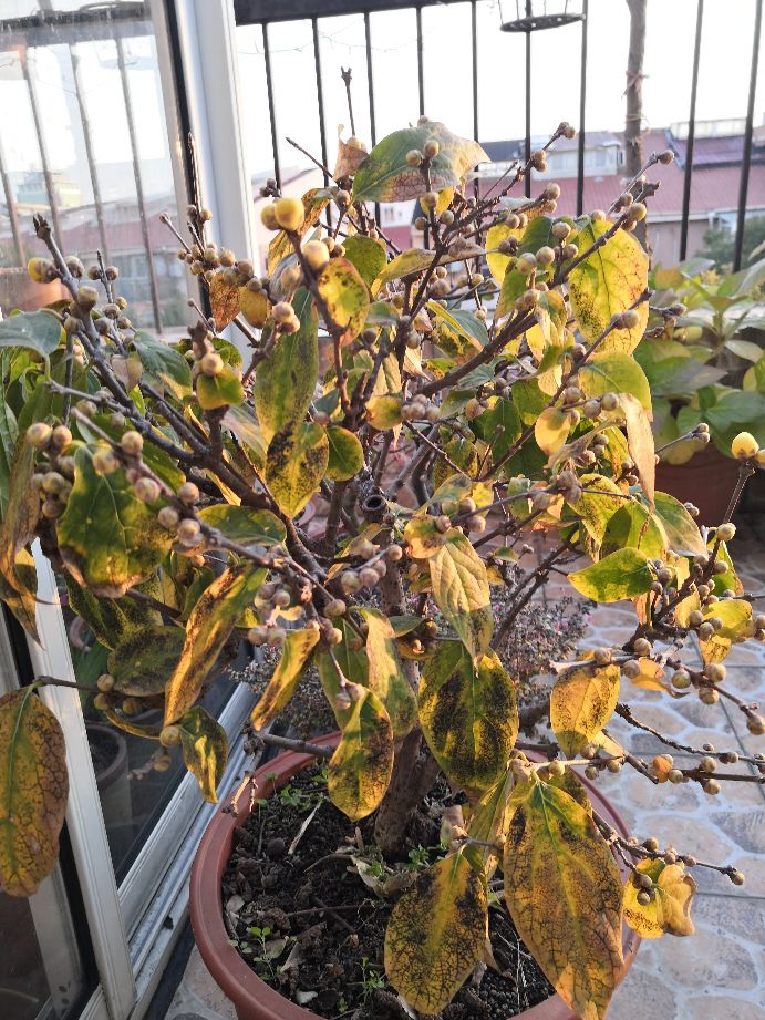 腊梅有隐芽出枝吗?,蜡梅如何在冬季绽放