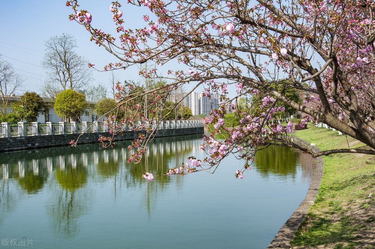 成都春天超美的地方,成都现在风景最美的地方