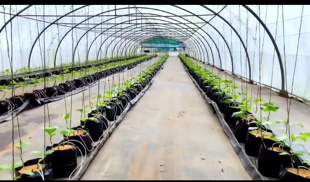 日本乡村两夫妻种菜,日本夫妇用木屑种黄瓜