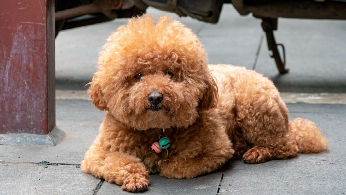泰迪犬有什么疾病会死掉,泰迪犬常见的生病症状都有哪些