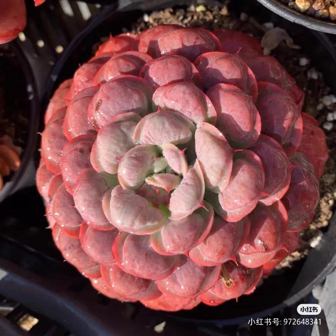 多肉专治强迫症,瘤子多肉植物