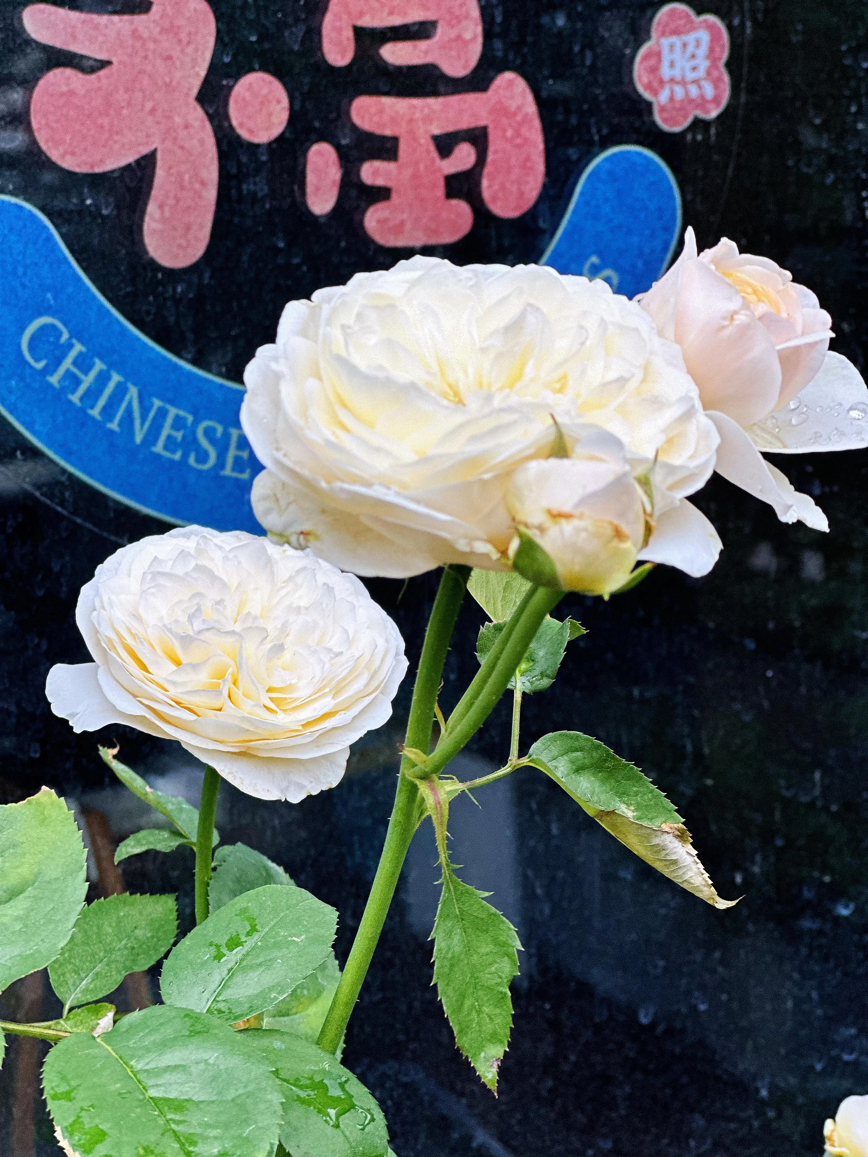 多季节开花的月季有哪些,夏天月季开花不标准