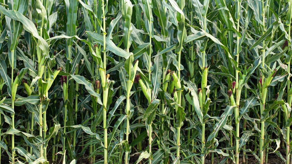 地价高是房价高的原因吗,地价太高房价还会降吗