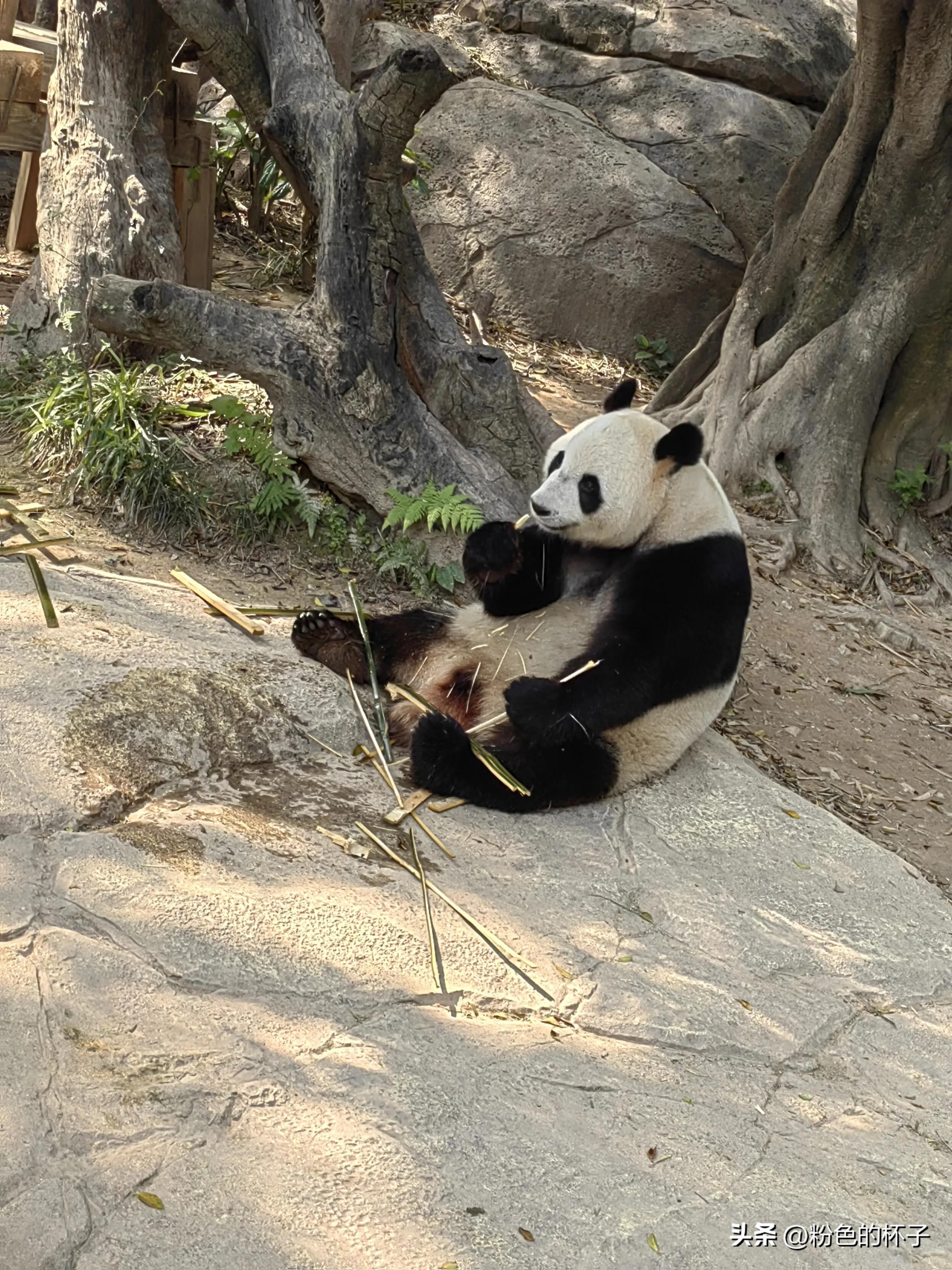 长隆野生动物园旅游攻略费用,长隆野生动物园开车进去攻略
