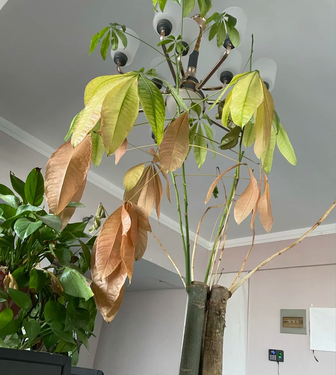 好看的花养在家里心情美美哒,家中养三种花养人旺家