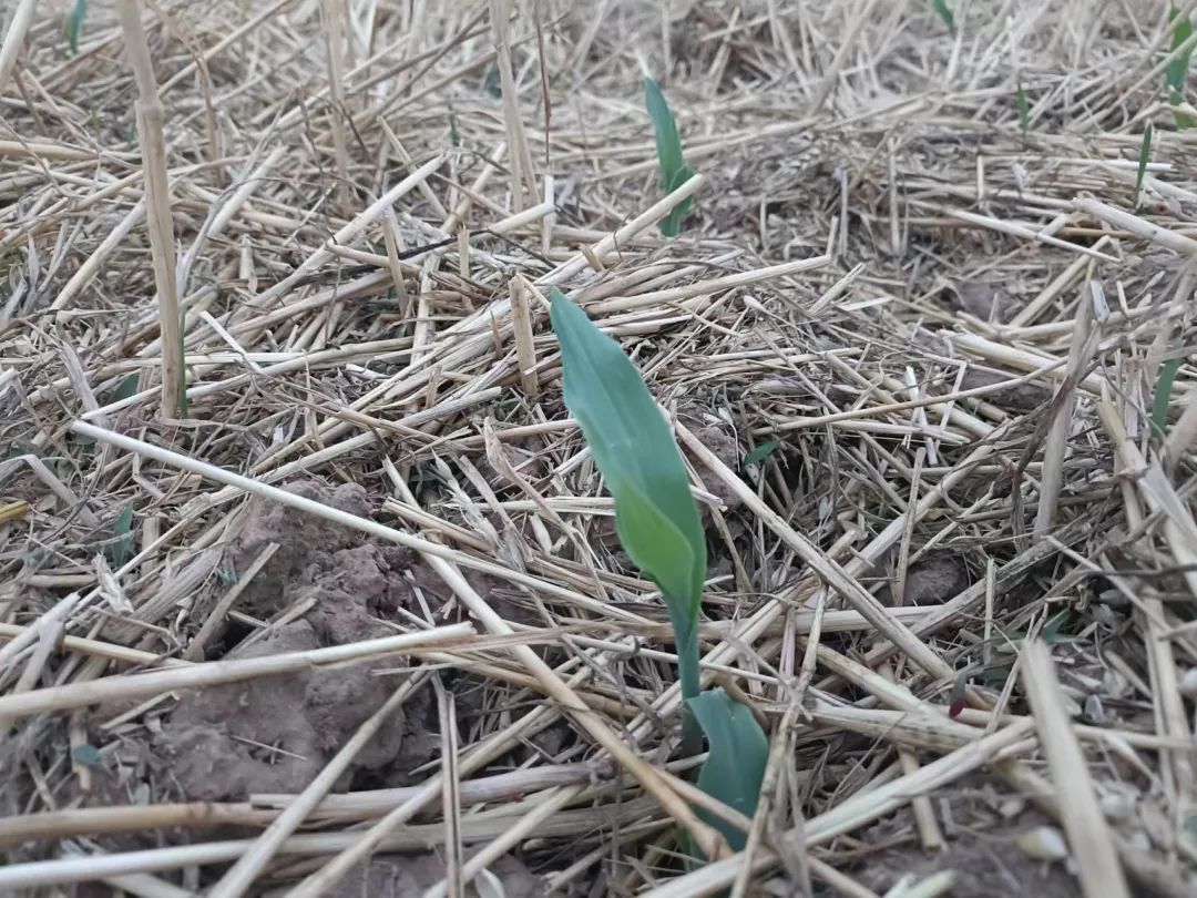 玉米种子下雨天播种了怎么办,玉米幼苗高温灼伤后怎么快速恢复