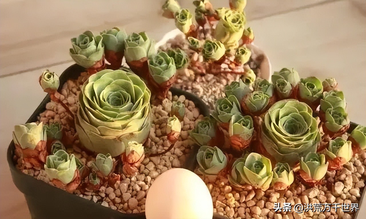 新手养山地玫瑰,山地玫瑰徒长