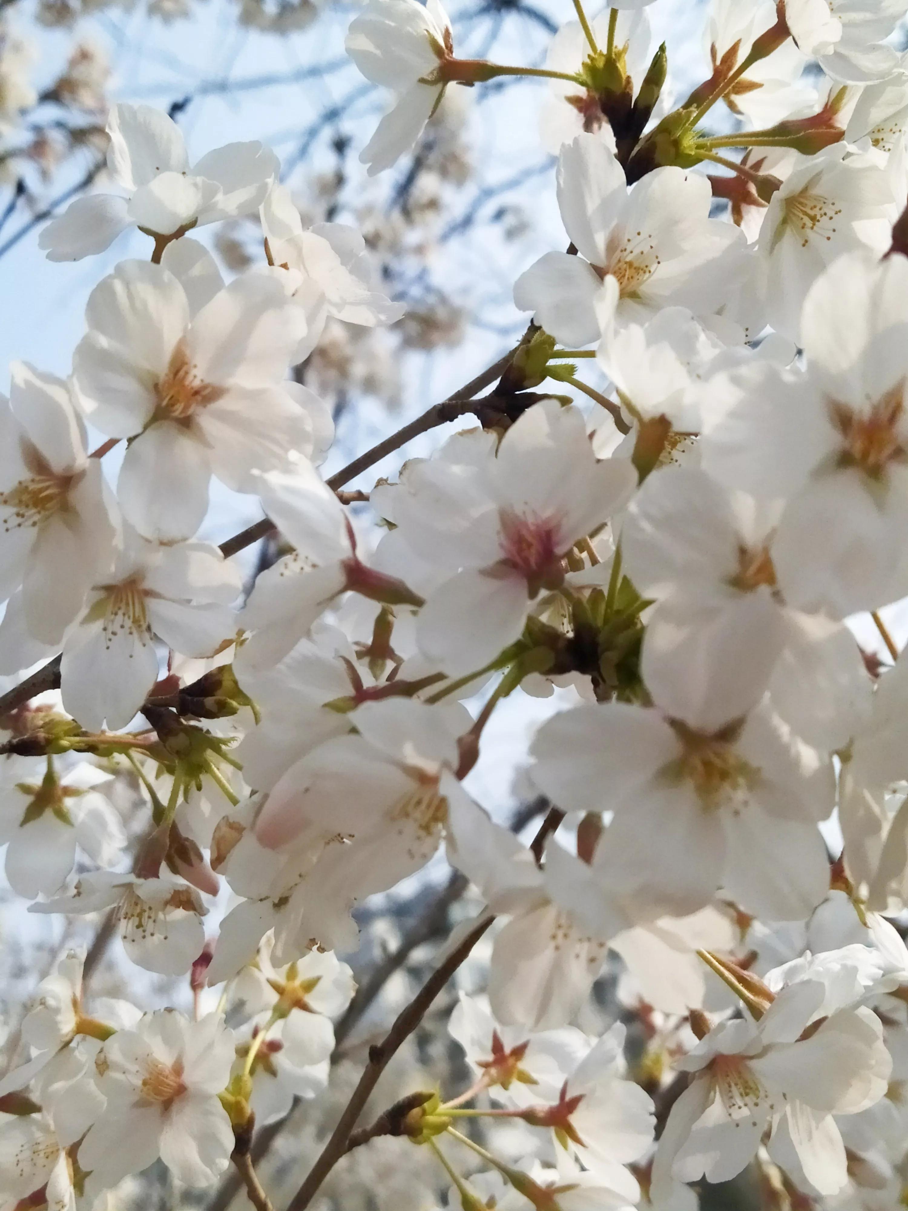 樱花烂漫的唯美句子,樱花烂漫