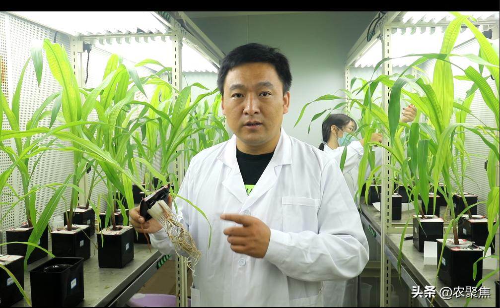 「焦点」减肥还增产，增值肥中国发明中国制造